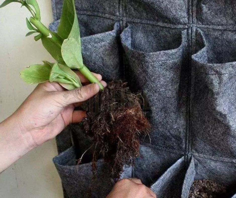DIY Túi Trồng Cây Treo Tường: Không Gian Xanh Cho Mọi Gia Đình