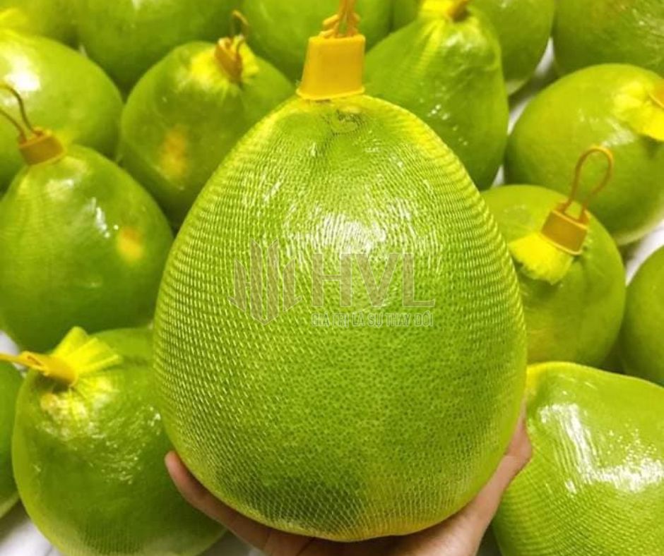 Lưới Bọc Hoa Quả Loại Nào Tốt? Hướng Dẫn Mua Hàng Hiệu Quả