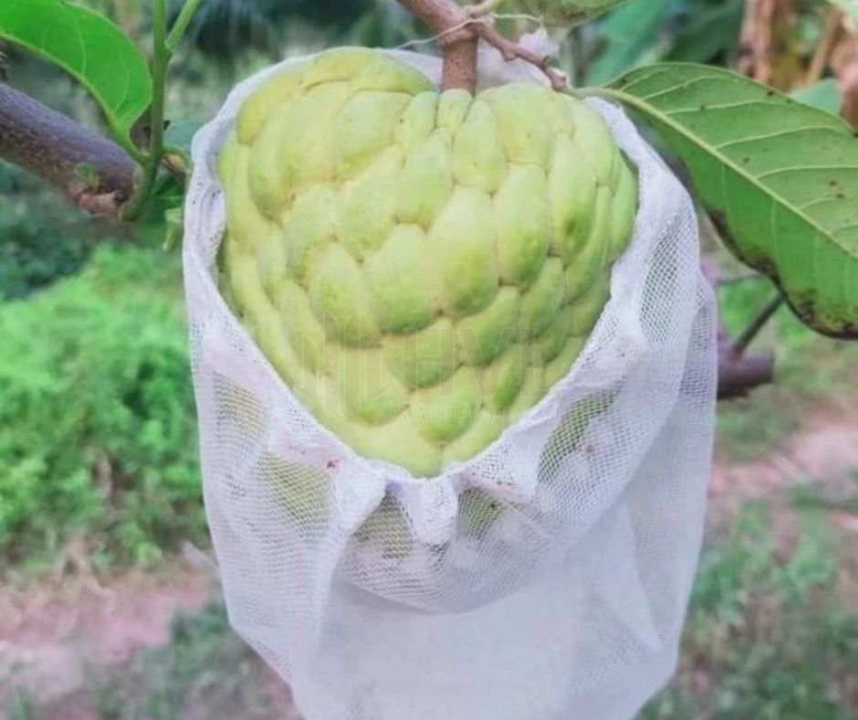 Phương Pháp Trồng Cây Gieo Hạt Cho Cây Na