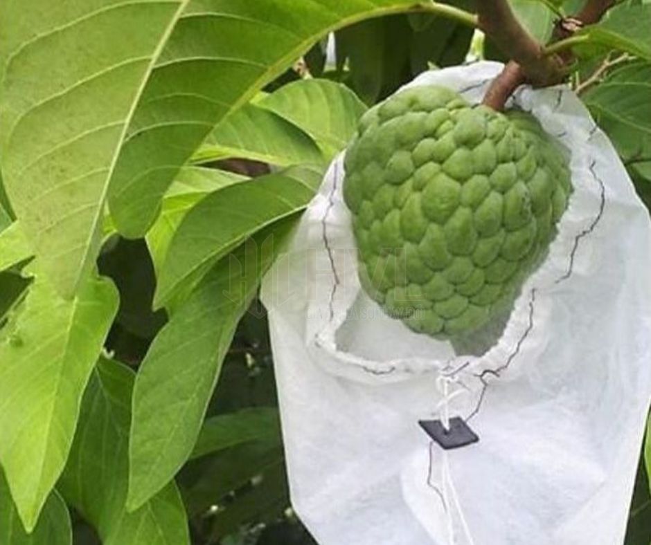 Cách Sử Dụng Túi Bọc Trái Cây Đúng Kỹ Thuật Để Tăng Năng Suất