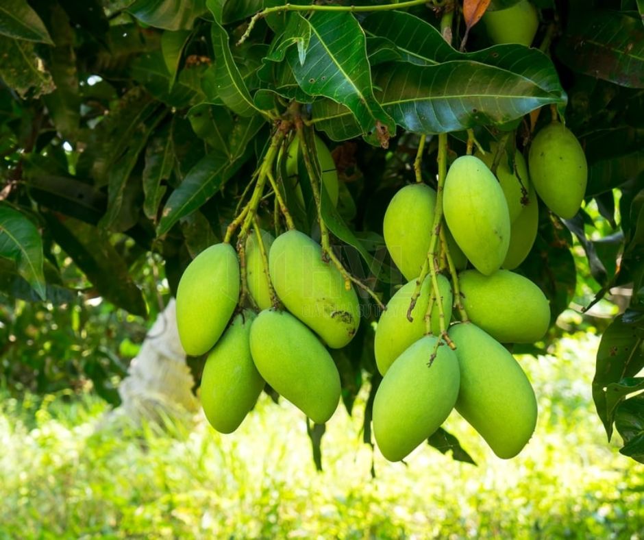 Phương Pháp Trồng Cây Gieo Hạt Cho Cây Xoài