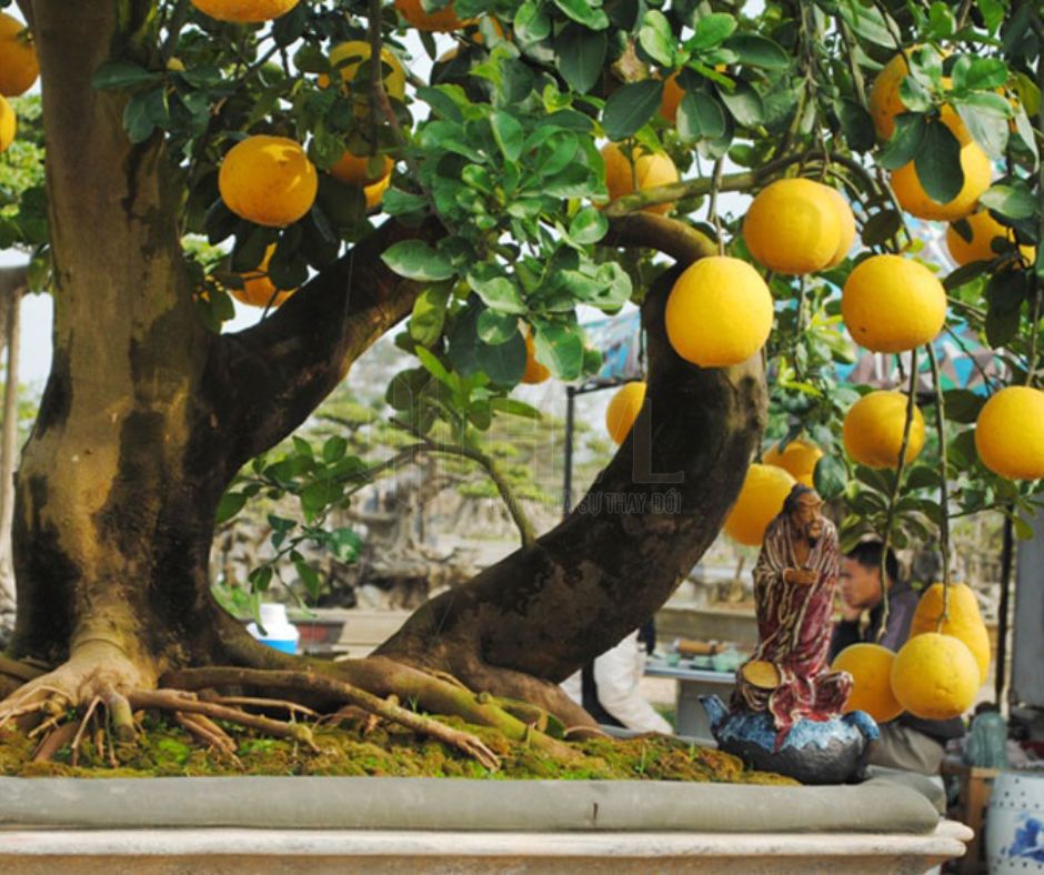 Phương Pháp Trồng Cây Gieo Hạt Cho Cây Bưởi