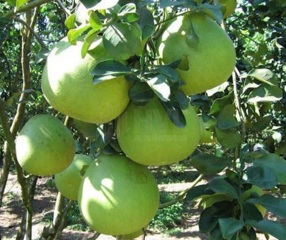 Phương Pháp Trồng Cây Bằng Giâm Cành Cho Cây Bưởi