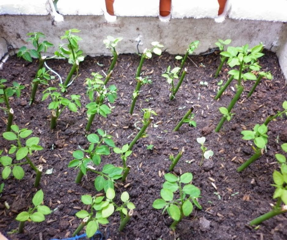 Phương Pháp Trồng Cây Bằng Giâm Cành Cho Các Loại Cây Nào?