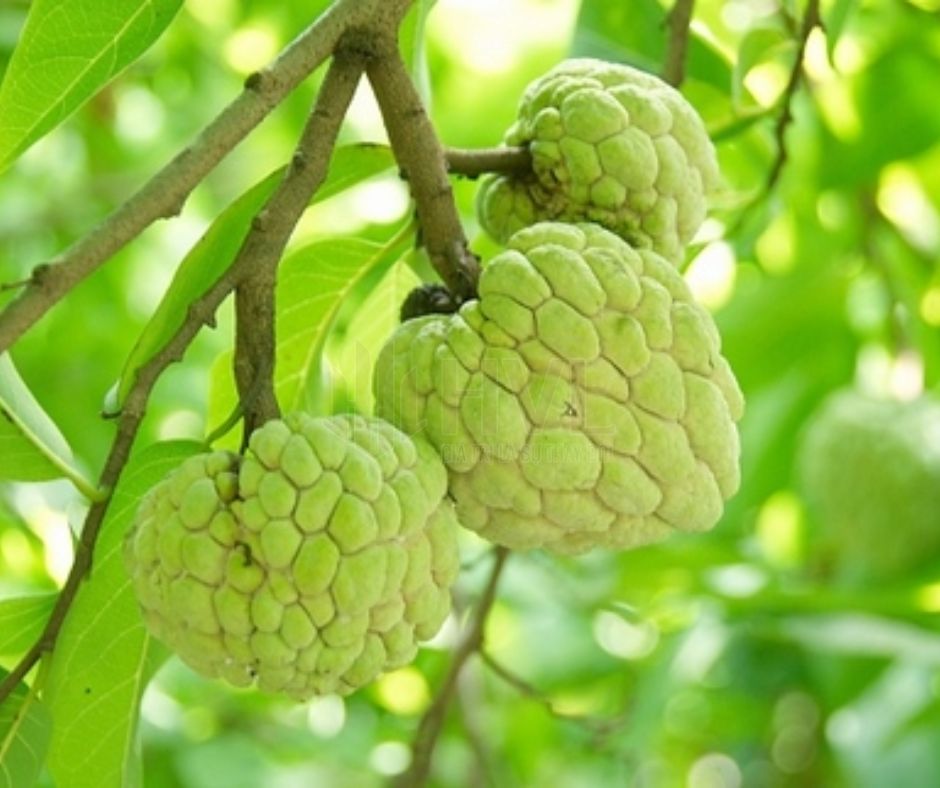 Phương Pháp Trồng Cây Giâm Cành Cho Cây Na