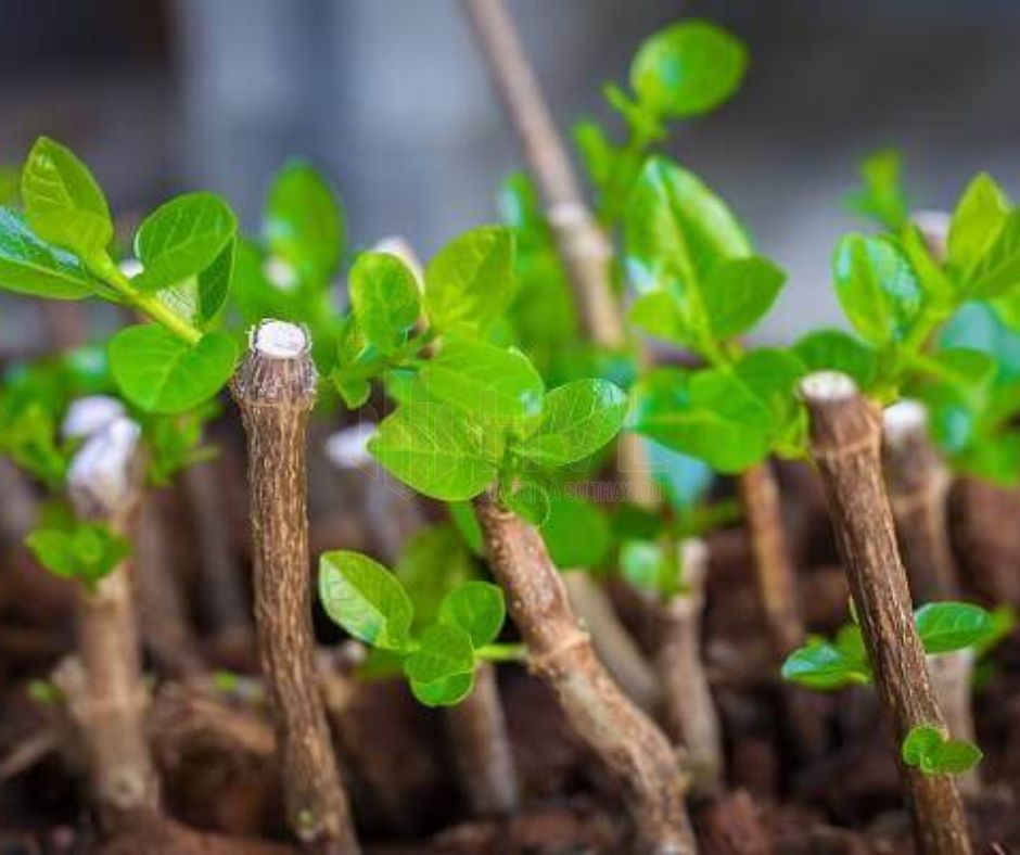 Phương pháp trồng cây giâm cành cho cây mận