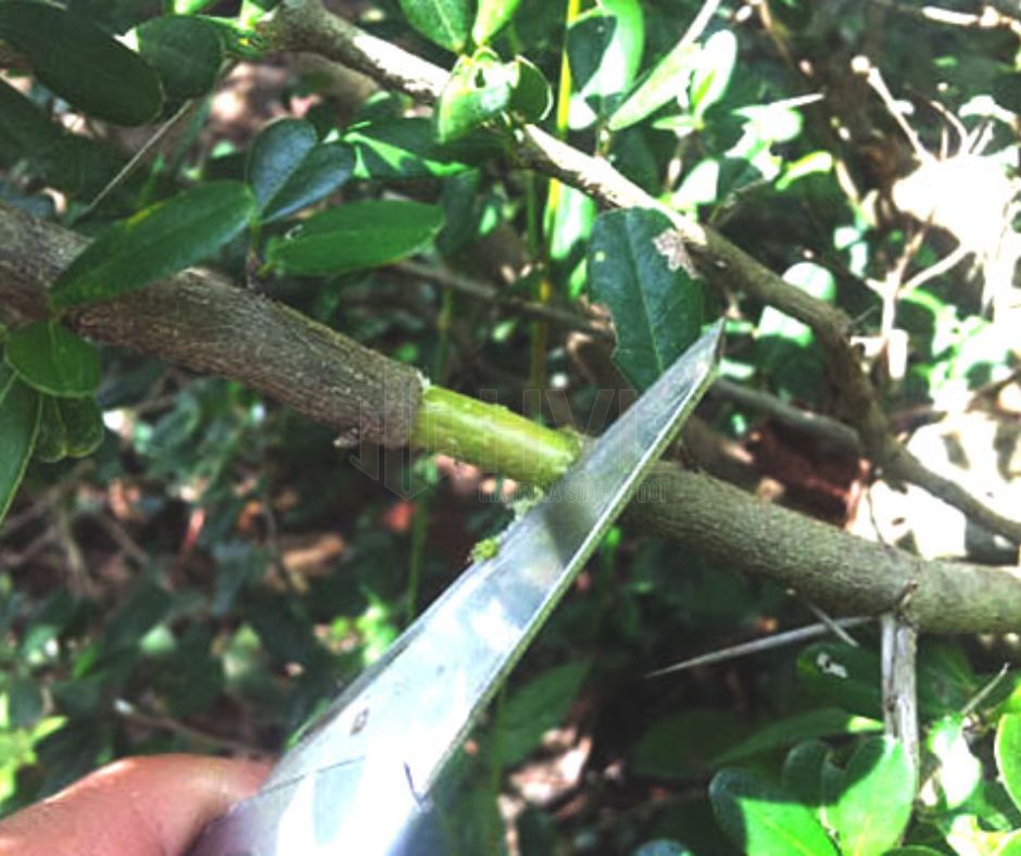 Phương Pháp Chiết Cành Cho Cây Lê: Hướng Dẫn Chi Tiết và Hiệu Quả