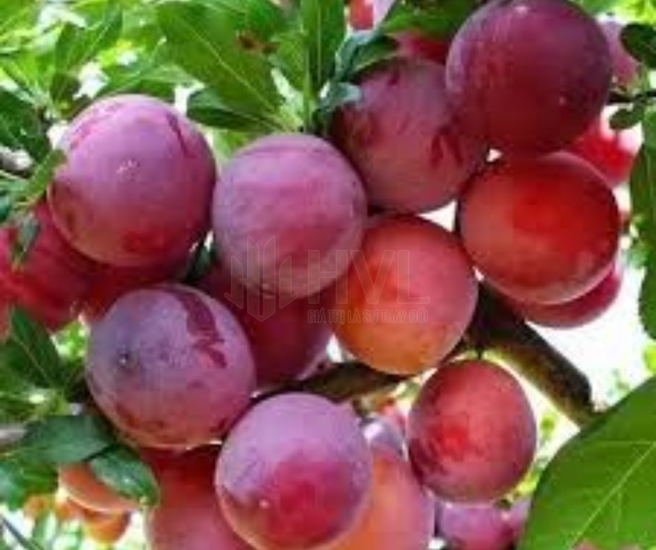 Phương pháp chiết cành cho cây mận