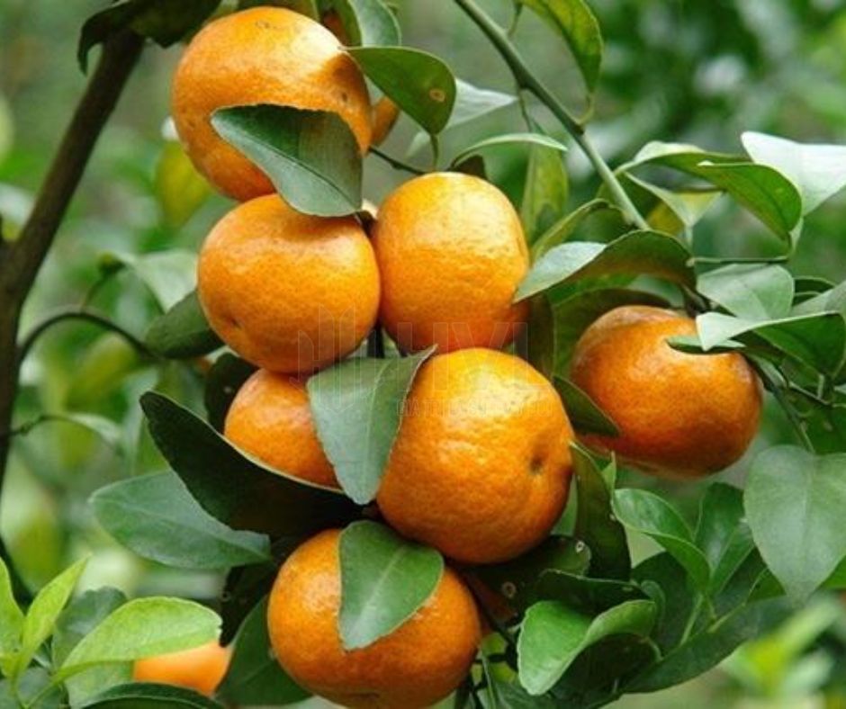 Phương Pháp Trồng Cây Giâm Cành Cho Cây Quýt