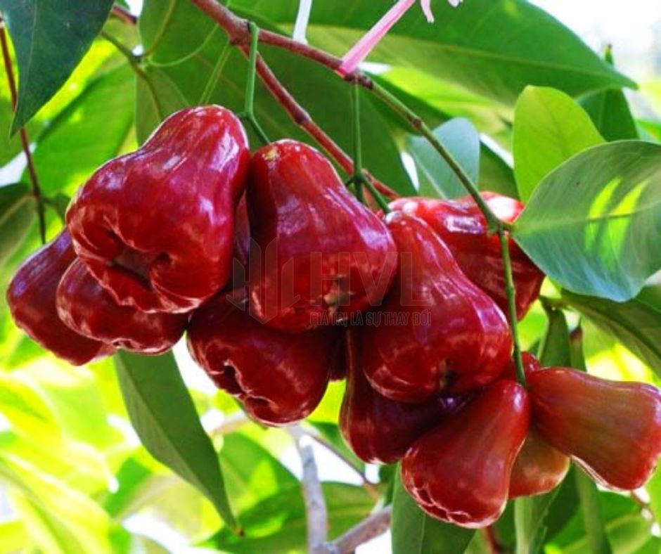 Cách bọc mận An Phước đúng kỹ thuật để trái to, ngọt và ít sâu bệnh