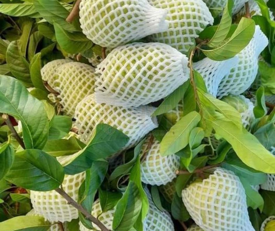 Bí Quyết Giữ Hoa Quả Tươi Lâu Với Túi Lưới Xốp Bọc Hoa Quả