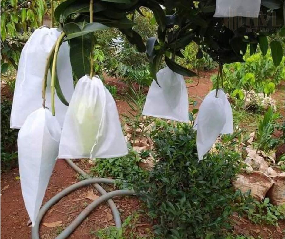 Kinh Nghiệm Chọn Mua Túi Giấy Bao Xoài: Loại Nào Tốt Nhất?