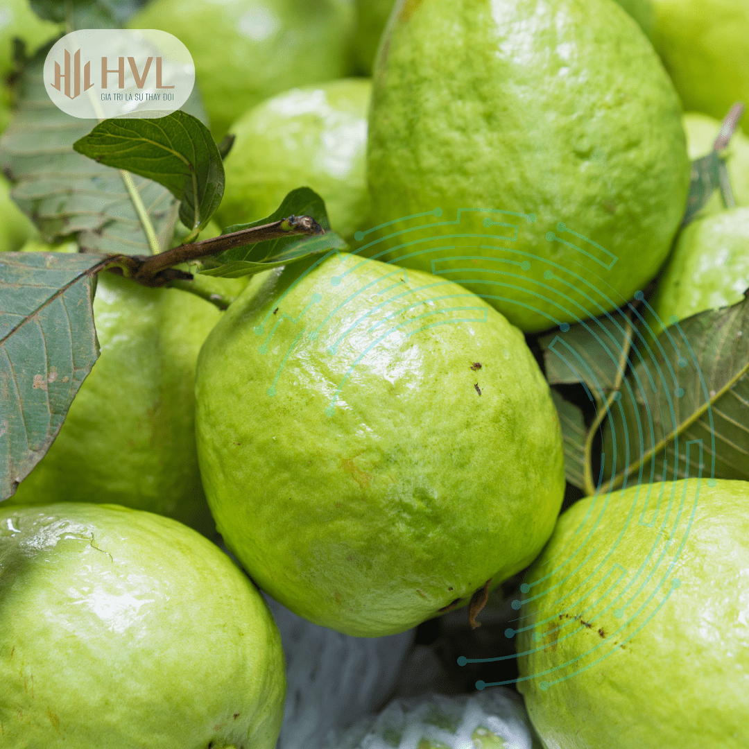 KỸ THUẬT TRỒNG VÀ CHĂM SÓC CÂY ỔI ĐẠT NĂNG SUẤT CAO 