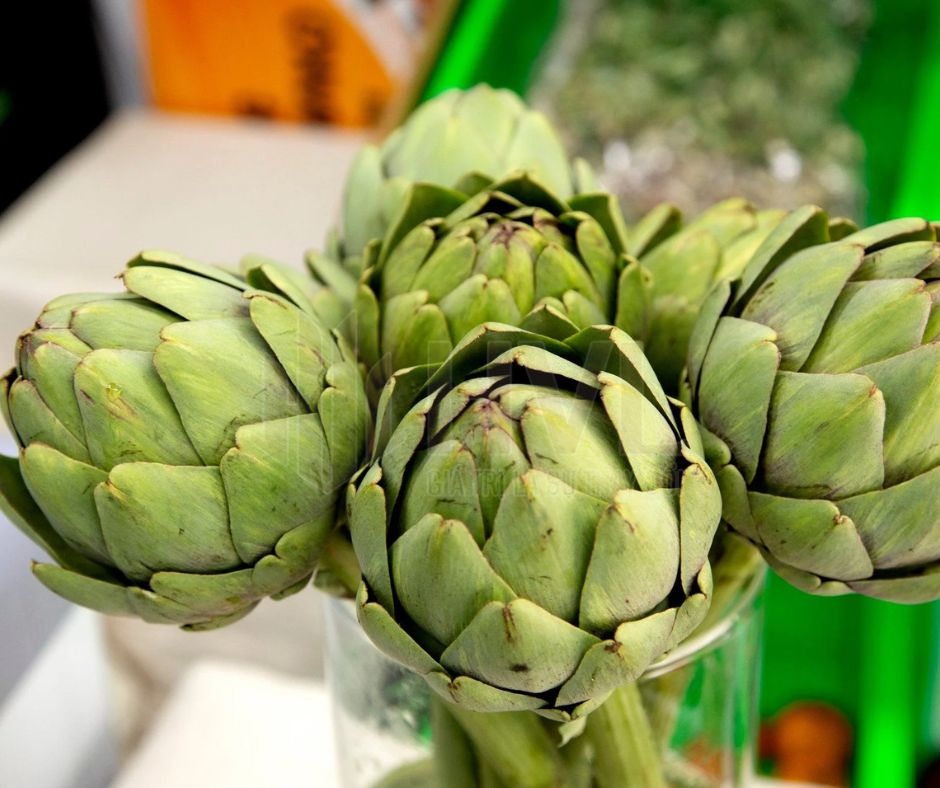 Trà túi lọc atiso có tốt như lời đồn?