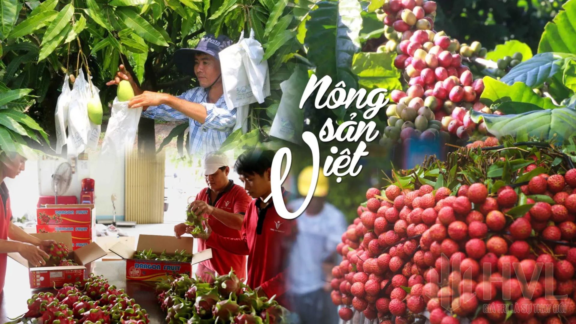 Top 5 nông sản sạch được xuất khẩu của Việt Nam.