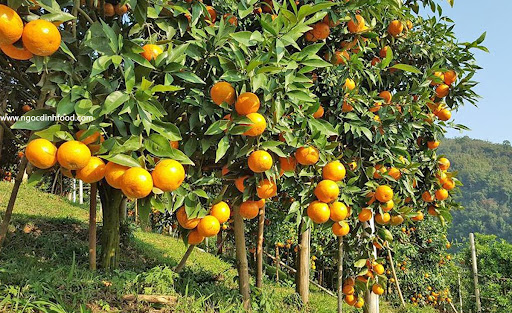 BÍ QUYẾT CHĂM SÓC VÀ BẢO VỆ QUÝT HỒNG