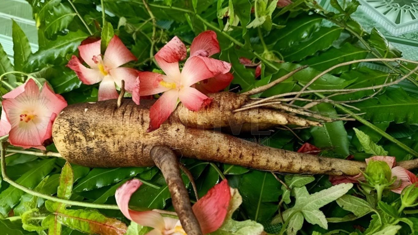 Giải Đáp Công Dụng Thần Kỳ Của Trà Túi Lọc Sâm Bố Chính.