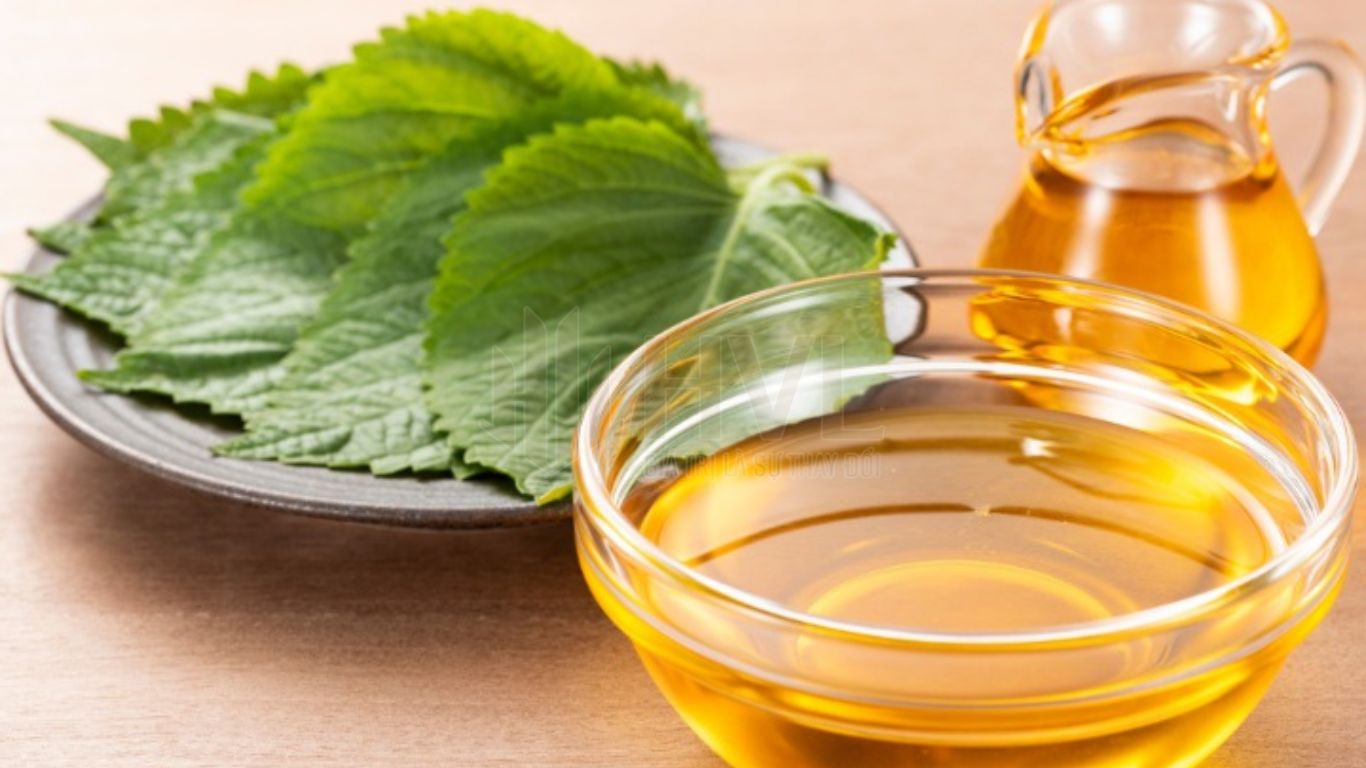 Trà Túi Lọc Tốt Cho Sức Khoẻ: Đâu Là Loại Phù Hợp Với Bạn?