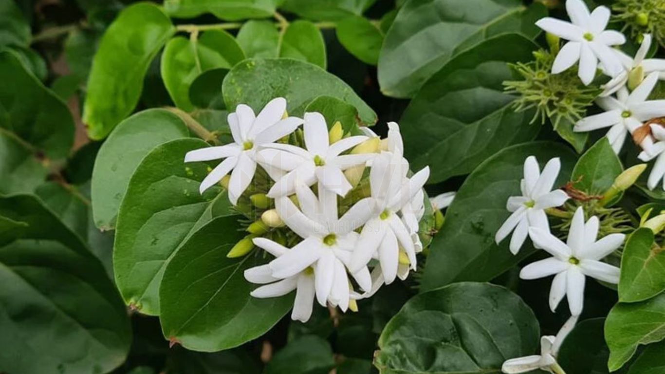 Trà Túi Lọc Hoa Đu Đủ Đực Có Tác Dụng Gì?