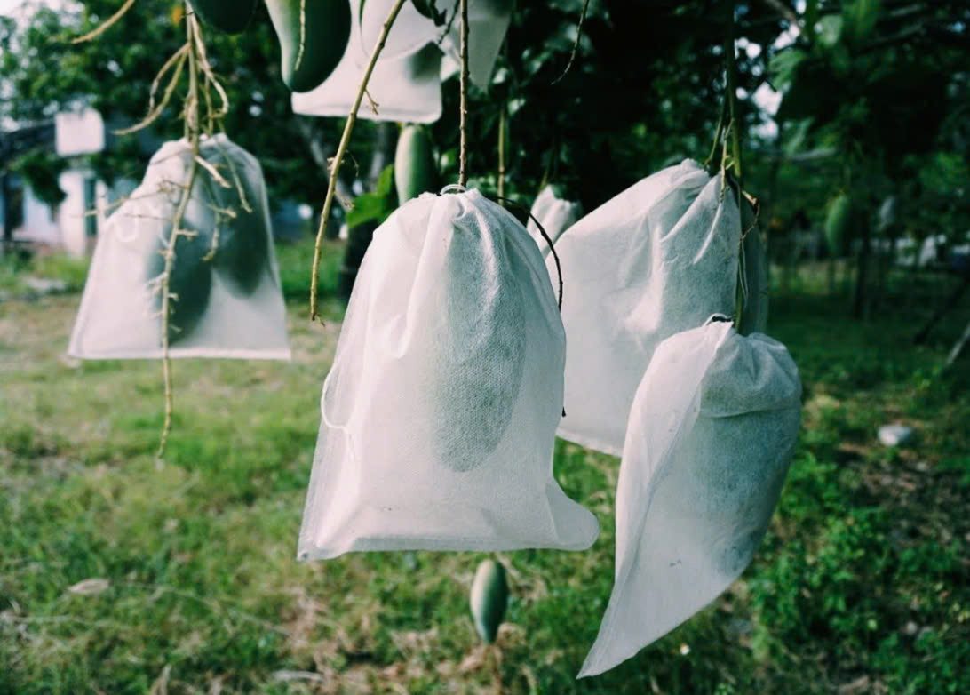 CÁCH TĂNG SẢN LƯỢNG XOÀI CÁT VIỆT NAM