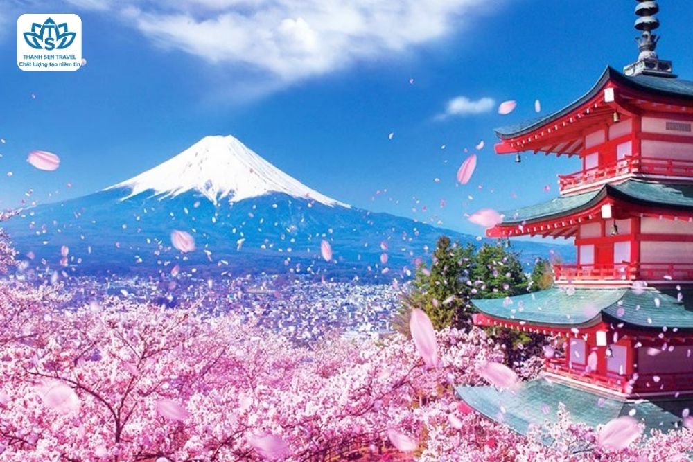 SÔI ĐỘNG HÈ CUNG ĐƯỜNG VÀNG XỨ SỞ HOA ANH ĐÀO 6NG5Đ