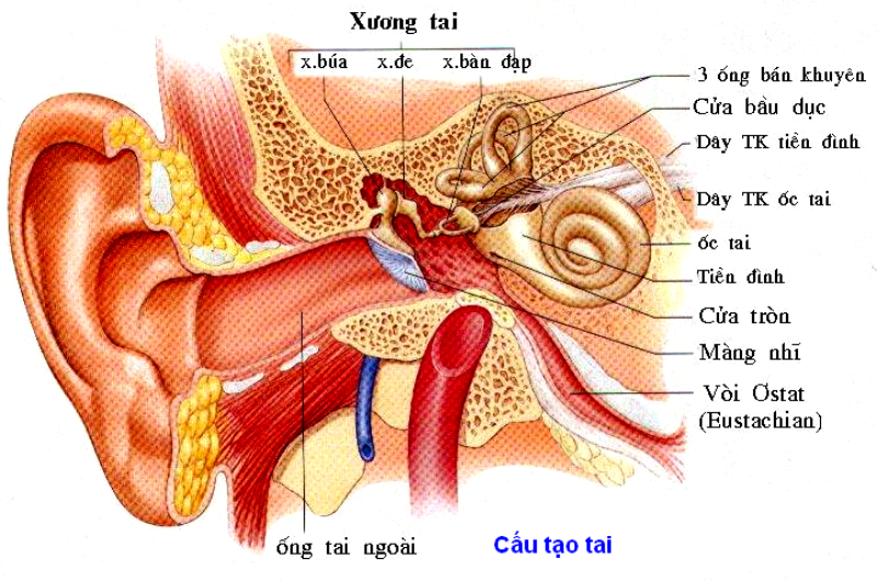 Điếc đột ngột có chữa được không? Cách phòng ngừa và phác đồ điều trị bằng đông y