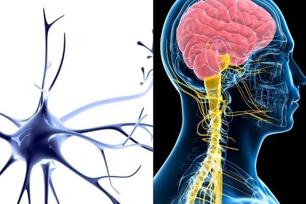Liệt Do Đột Quỵ: Cảnh Báo Từ Các Dấu Hiệu Sớm