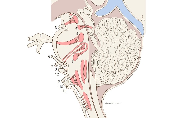 Liệt Mặt: Triệu Chứng và Nguyên Nhân Phổ Biến