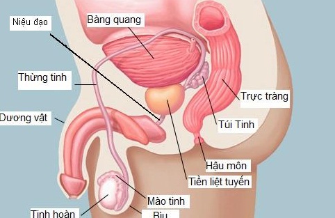 Phì Đại Tuyến Tiền Liệt: Nguyên Nhân, Triệu Chứng và Các Phương Pháp Điều Trị Hiệu Quả