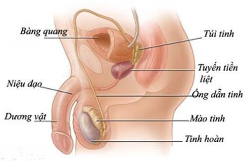 Nguyên nhân, dấu hiệu bệnh Viêm tinh hoàn
