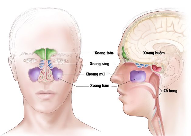 Viêm xoang hàm, nguyên nhân, dấu hiệu và phác đồ điều trị Viêm xoang hàm bạn cần biết
