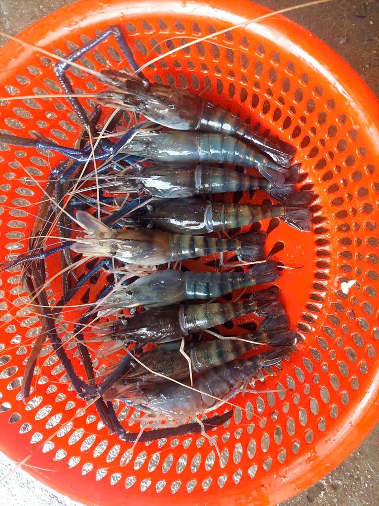 Tôm càng xanh sống. Size 15-20 con kg