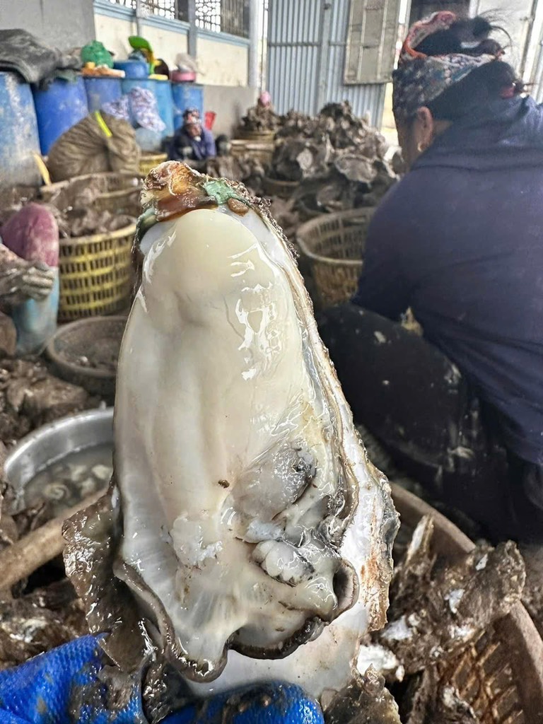 Hàu nguyên vỏ 3-6 con kg