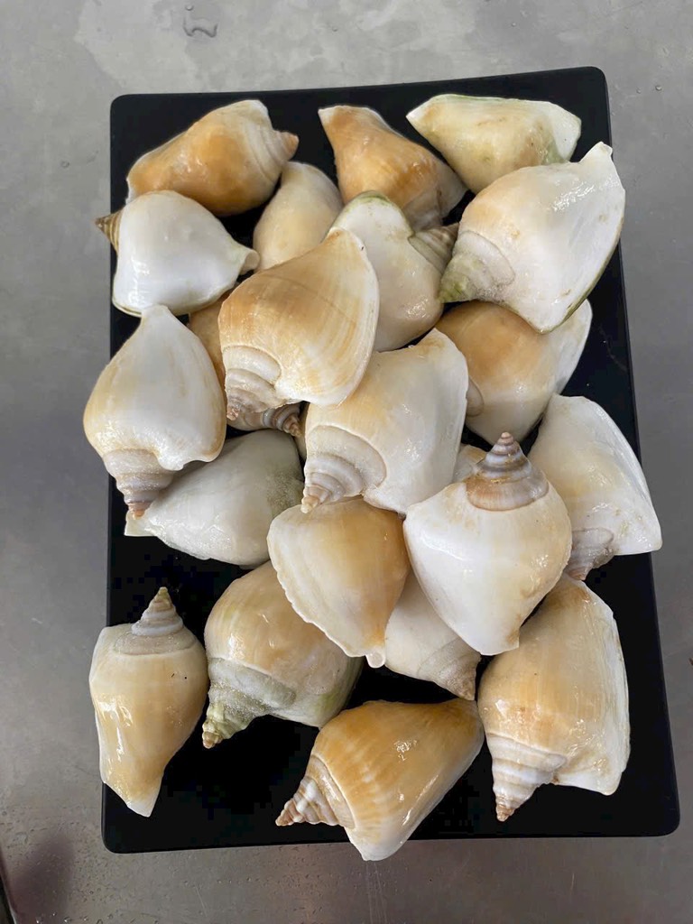 Ốc Nhảy size 40-60 con 1kg