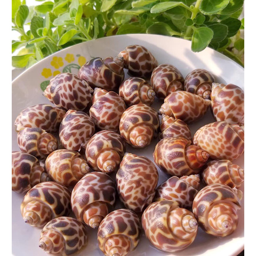 Ốc hương quế 50-80 con 1kg