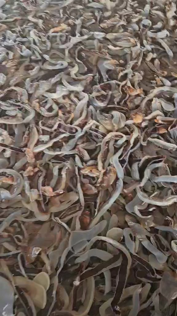 Sứa đỏ - Thịt sứa túi 500g luôn nước 1kg