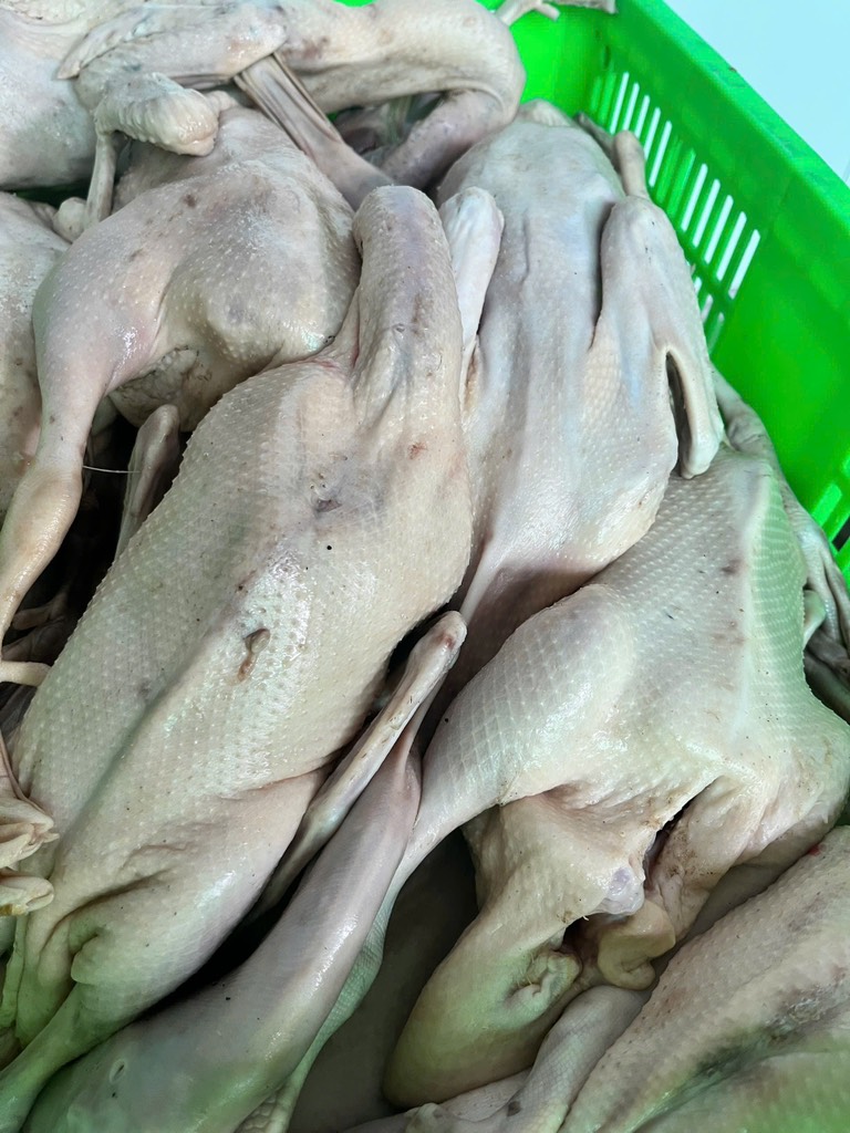 Vịt tươi con 1,1kg đên 1,5kg