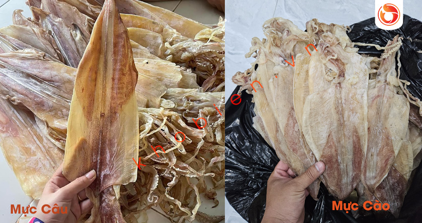  Cách Phân Biệt Mực Câu Và Mực Cào