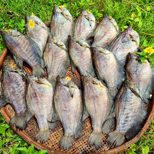Khô cá sặc đặc sản Cửu Long- Vài Ly Đê Khô Cá Sặc - Ướp Gia Vị Vừa Ăn, Thích Hợp Làm Quà Biếu Tặng | Chuyên Các Loại Đặc Sản Khô, Khô Mực, Tôm