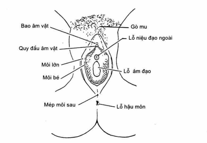 Cấu Tạo Và Chức Năng Của Môi Bé: Vị Trí, Đặc Điểm Và Cách Chăm Sóc Đúng Cách