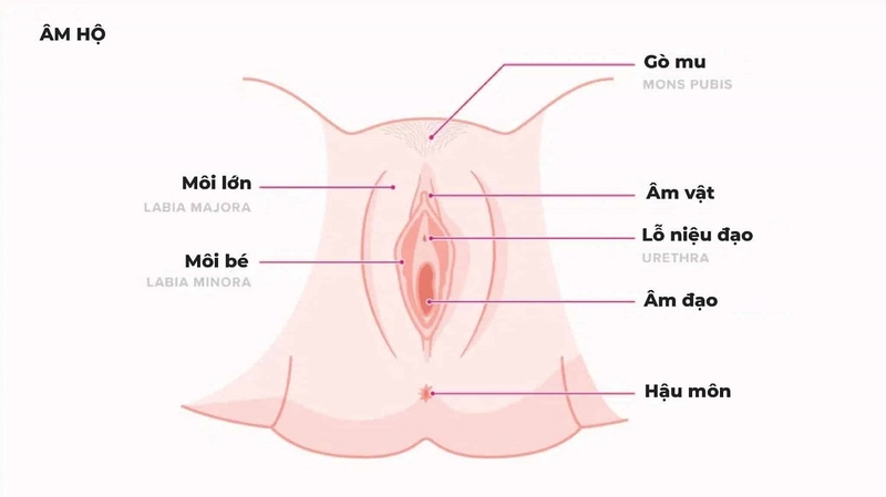 Cấu Tạo Và Chức Năng Của Môi Bé: Vị Trí, Đặc Điểm Và Cách Chăm Sóc Đúng Cách