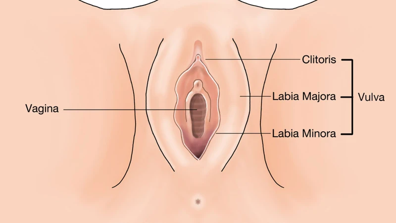 Cấu Tạo Và Chức Năng Của Môi Bé: Vị Trí, Đặc Điểm Và Cách Chăm Sóc Đúng Cách