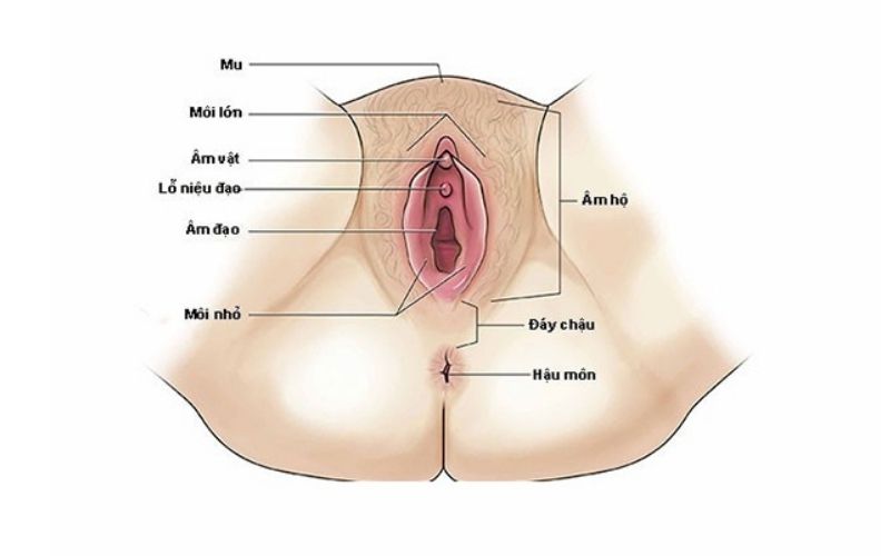 Cấu Tạo Và Chức Năng Của Môi Bé: Vị Trí, Đặc Điểm Và Cách Chăm Sóc Đúng Cách