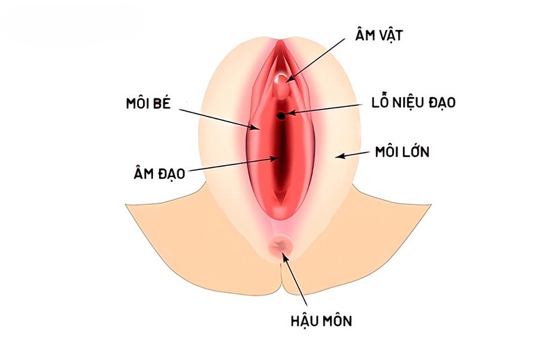 Môi Bé Bị Dài 1 Bên: Có Sao Không, Khi Nào Cần Khắc Phục?
