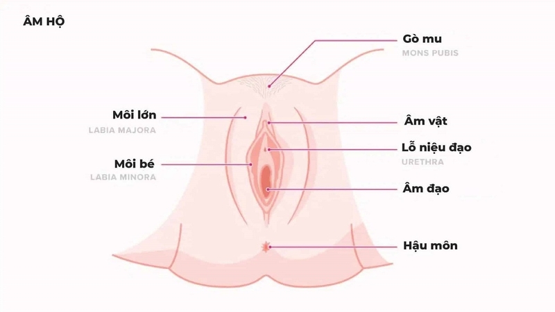 Môi Bé Bị Dài 1 Bên: Có Sao Không, Khi Nào Cần Khắc Phục?