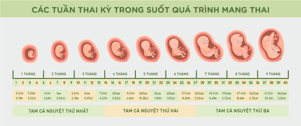 Tam Cá Nguyệt Là Gì? Những Thay Đổi Quan Trọng Ở Mẹ Và Bé Theo Từng Giai Đoạn