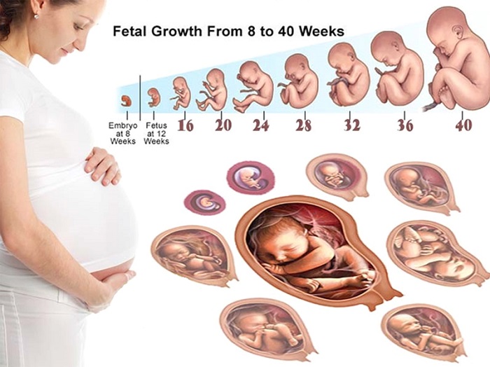 Tam Cá Nguyệt Là Gì? Những Thay Đổi Quan Trọng Ở Mẹ Và Bé Theo Từng Giai Đoạn