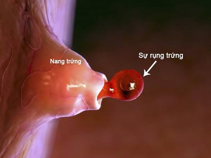 Thụ Tinh Là Gì? Quá Trình Thụ Tinh Diễn Ra Như Thế Nào?