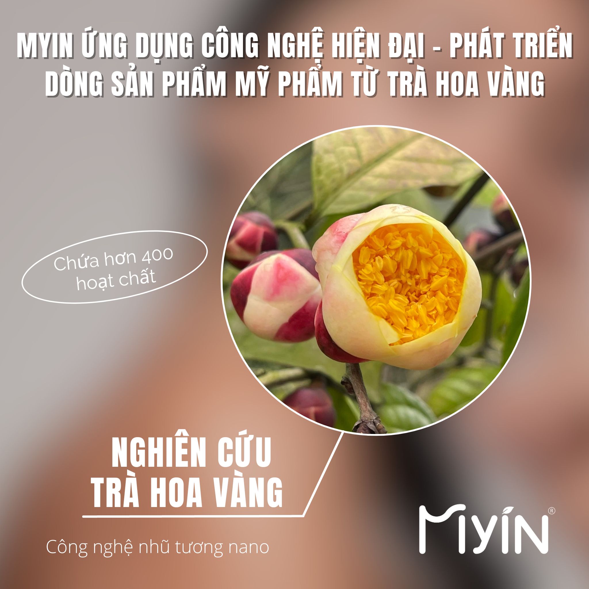 MYIN ỨNG DỤNG CÔNG NGHỆ HIỆN ĐẠI ĐỂ PHÁT TRIỂN DÒNG SẢN PHẨM MỸ PHẨM TỪ TRÀ HOA VÀNG