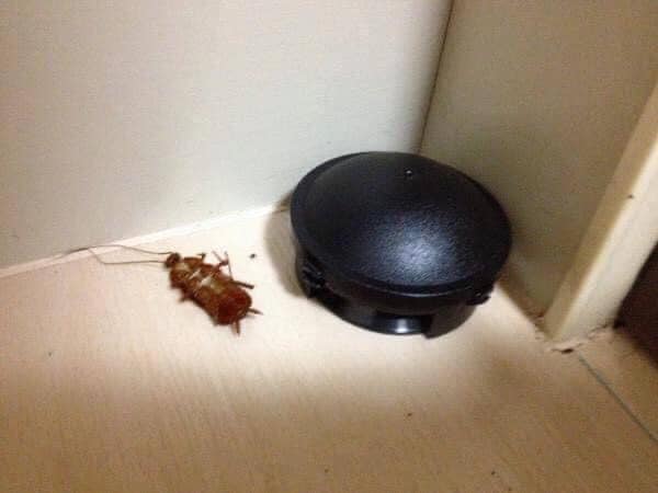 Viên Diệt Gián Của Nhật Bản 12 Viên